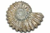 Bumpy Ammonite (Douvilleiceras) Fossil - Madagascar #343829-1